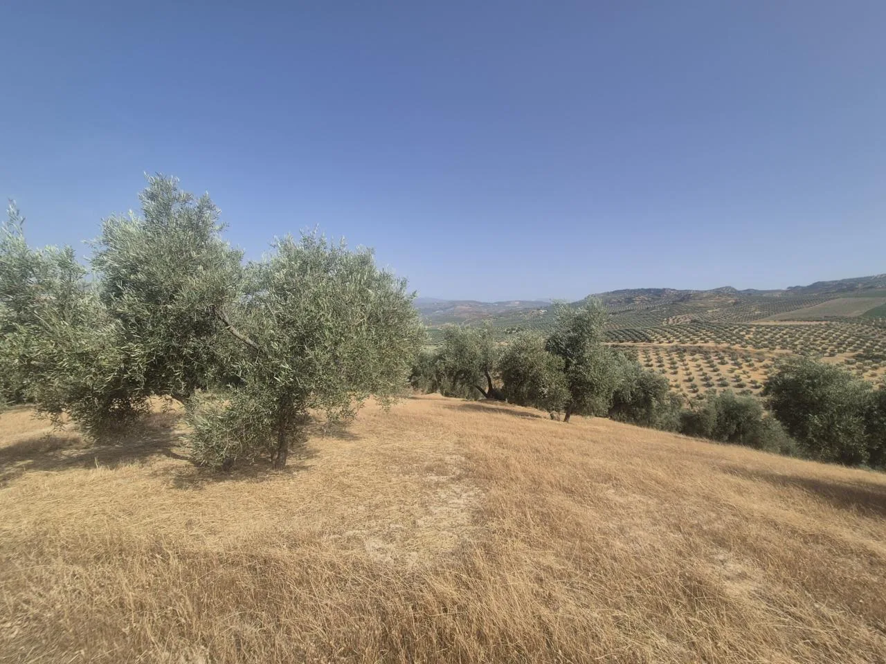 Exklusives Agrarinvestment: 14.200 m² Olivenhain in Loja, Andalusien