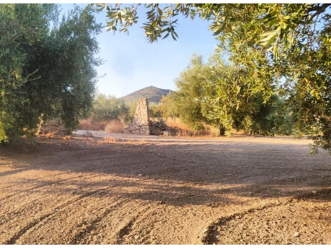 Ertragreiche Oliven-Finca in Loja – Sichere Agrar-Investition