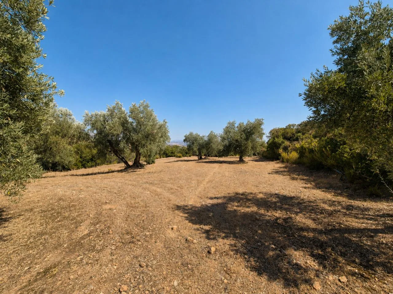 Exklusives Naturgrundstück von 25.000 m² in Dehesa de los Montes