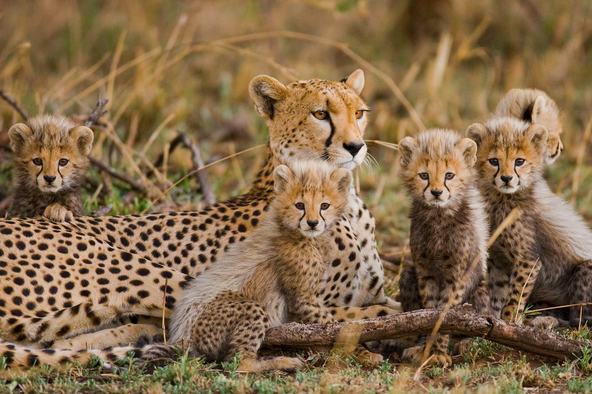 Safari Family