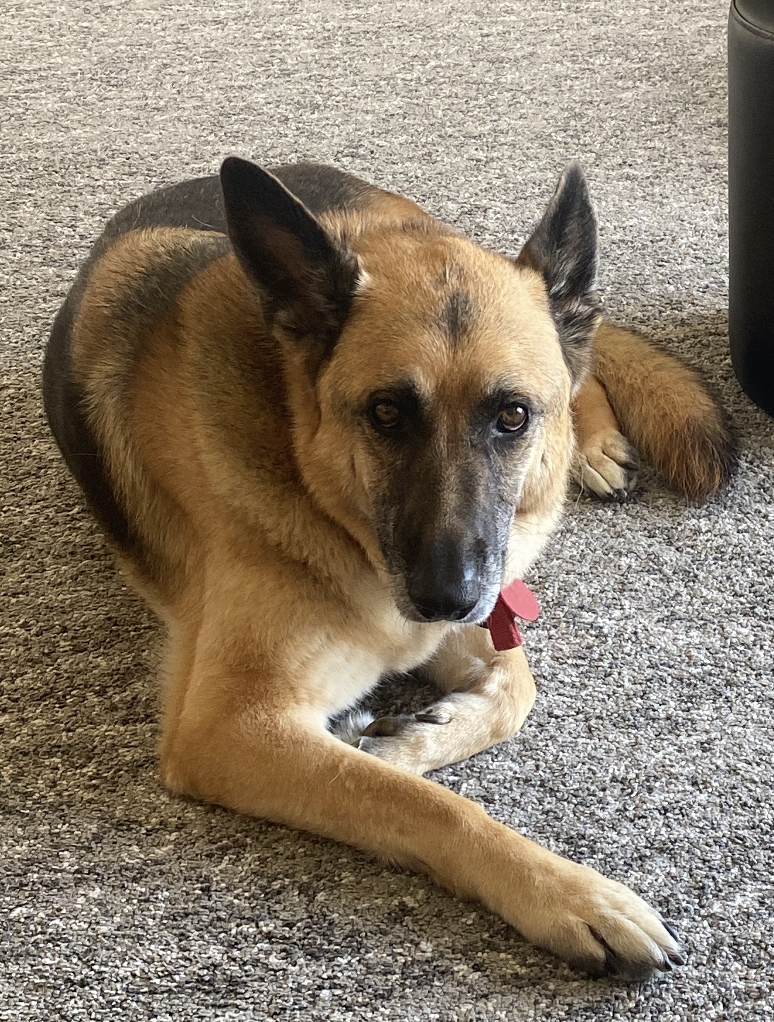 Nala — our first dog, and the inspiration behind the Fetch logo.