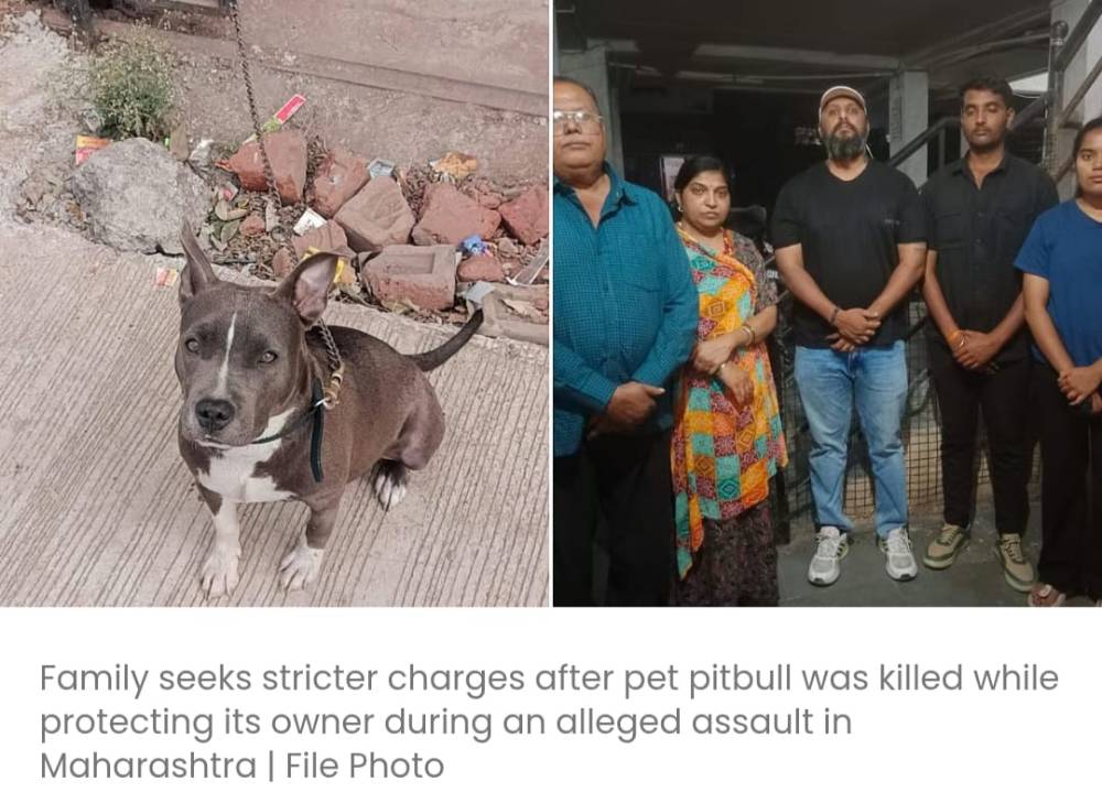अपने मालिक को हमले से बचाते हुए मारे गए 6 महीने के अमेरिकी पिटबुल कुत्ते के खिलाफ एफआईआर दर्ज; परिवार ने आरोपी के लिए कड़ी सजा की मांग की