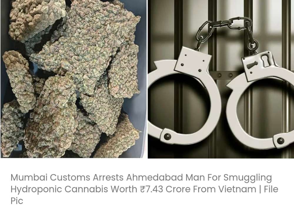 मुंबई सीमा शुल्क विभाग ने वियतनाम से 7.43 करोड़ रुपये मूल्य की हाइड्रोपोनिक भांग की तस्करी के आरोप में अहमदाबाद के एक व्यक्ति को गिरफ्तार किया