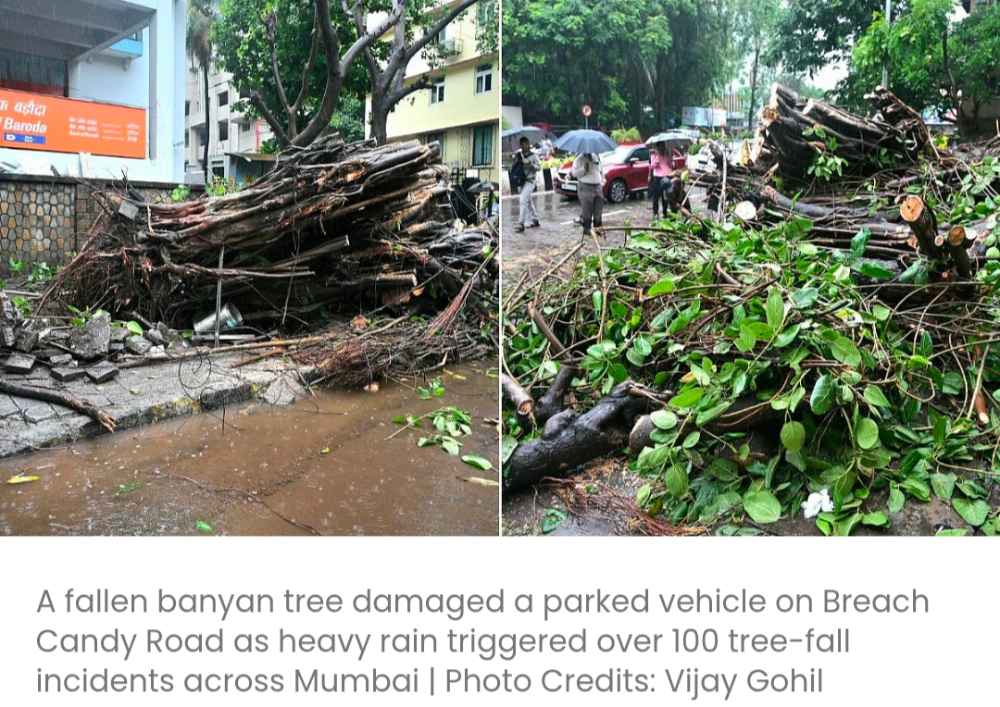मुंबई में बारिश: शहर में 24 घंटों में पेड़ गिरने की 113 घटनाएं हुईं; ब्रीच कैंडी में 60 साल पुराना बरगद का पेड़ गाड़ी पर गिरा