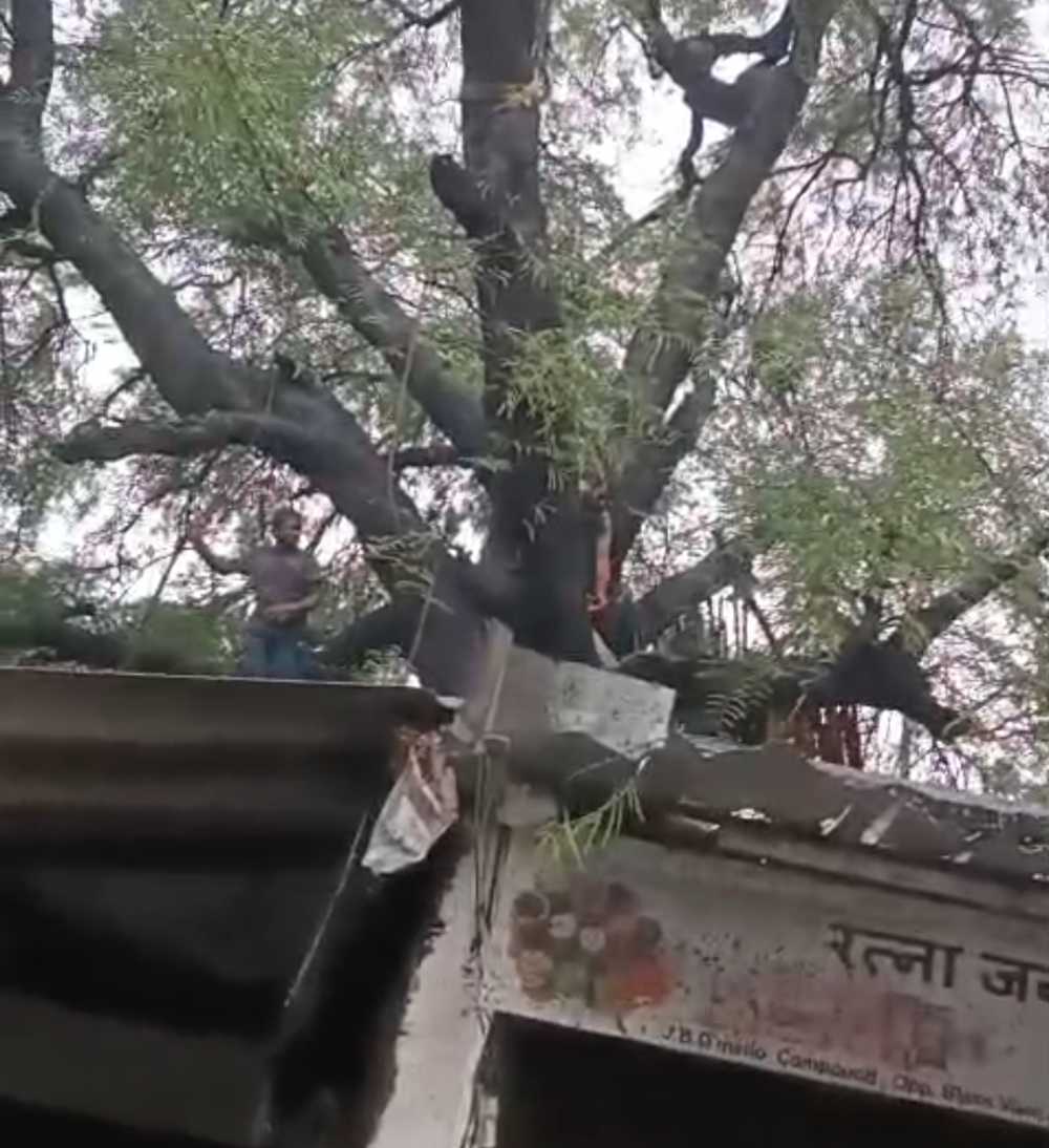 अंधेरी पश्चिम में तेज बारिश से विशाल पेड़ गिरा, मनपा ने त्वरित कार्रवाई कर रास्ता कराया साफ