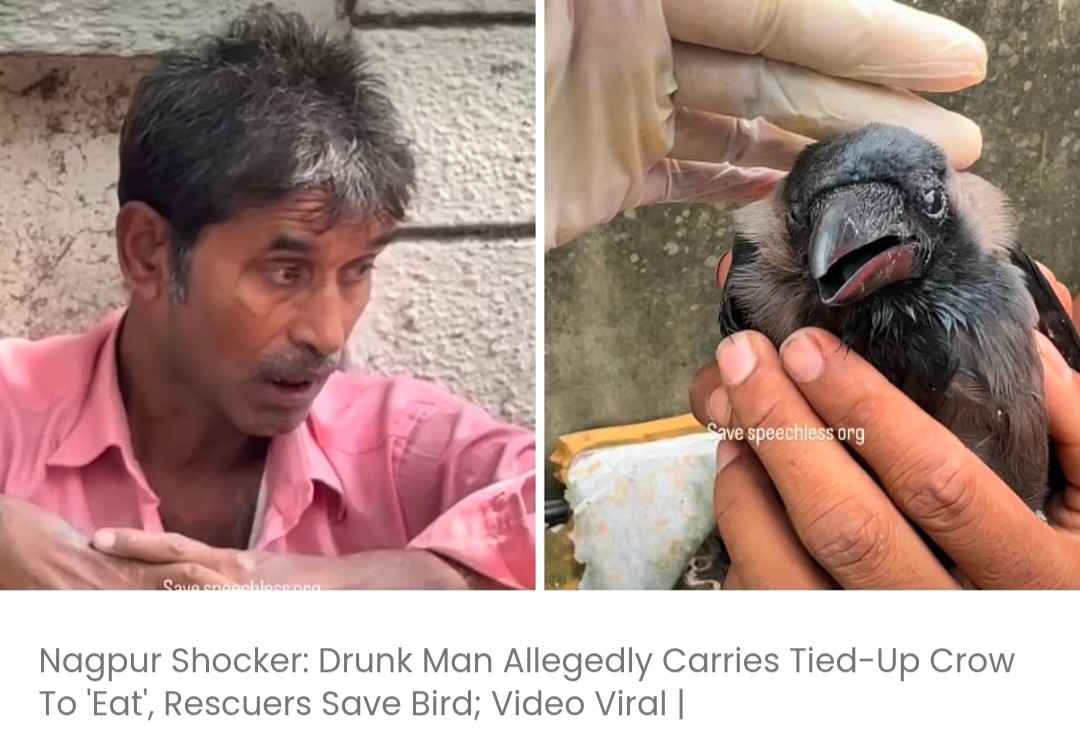 नशे में धुत एक व्यक्ति कथित तौर पर बंधे हुए कौवे को 'खाने' के लिए ले जा रहा था; बचाव करने वालों ने पक्षी को बचाया