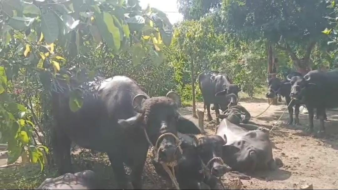 बहराइच: खैरीघाट थाना क्षेत्र में मंदिर पर जबरन कब्जे का गंभीर आरोप, पुजारी ने लगाई न्याय की गुहार, प्रशासनिक सुस्ती पर उठे सवाल; दबंगों के हौसले बुलंद, कई बार गुहार के बाद भी कार्रवाई न होने से ग्रामीणों में रोष