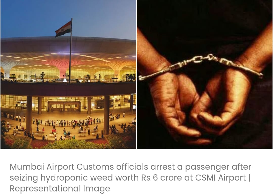 एयरपोर्ट कस्टम्स ने बैंकॉक से 6 करोड़ रुपये मूल्य की हाइड्रोपोनिक गांजा की तस्करी के आरोप में गुजरात के एक व्यक्ति को सीएसएमआईए में गिरफ्तार किया