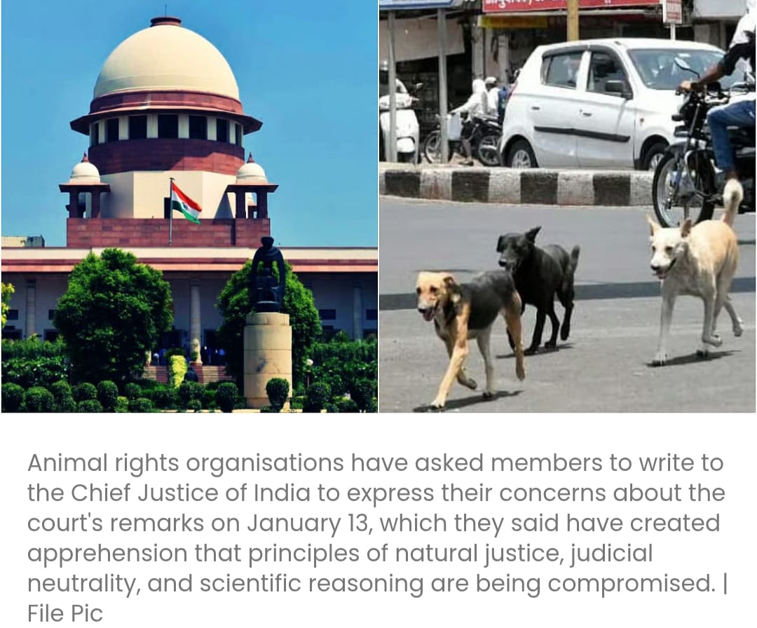 पशु अधिकार समूहों ने सुप्रीम कोर्ट की टिप्पणियों को लेकर मुख्य न्यायाधीश को पत्र लिखा, कुत्तों के खिलाफ हिंसा के प्रति चेतावनी दी