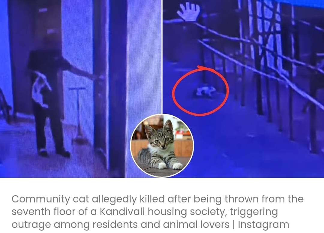 कांदिवली सोसाइटी के सुरक्षा गार्ड ने कथित तौर पर सातवीं मंजिल से बिल्ली को फेंककर मार डाला, पुलिस ने एफआईआर दर्ज करने से इनकार किया
