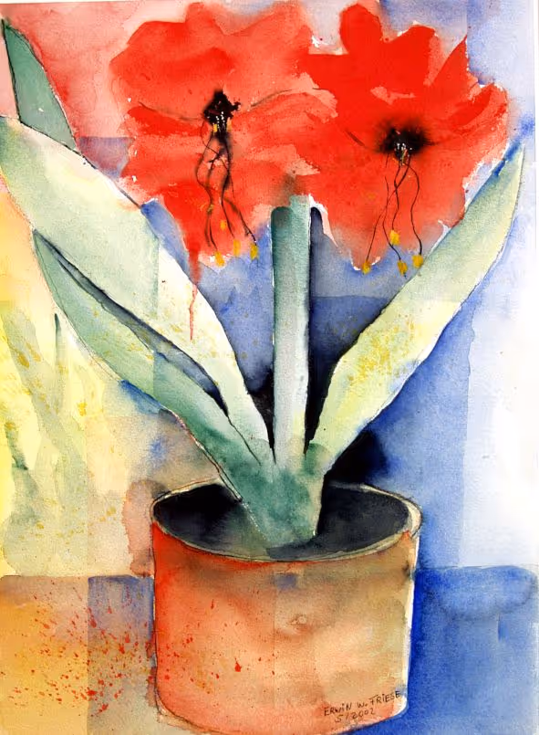 AmaryllisBlüten