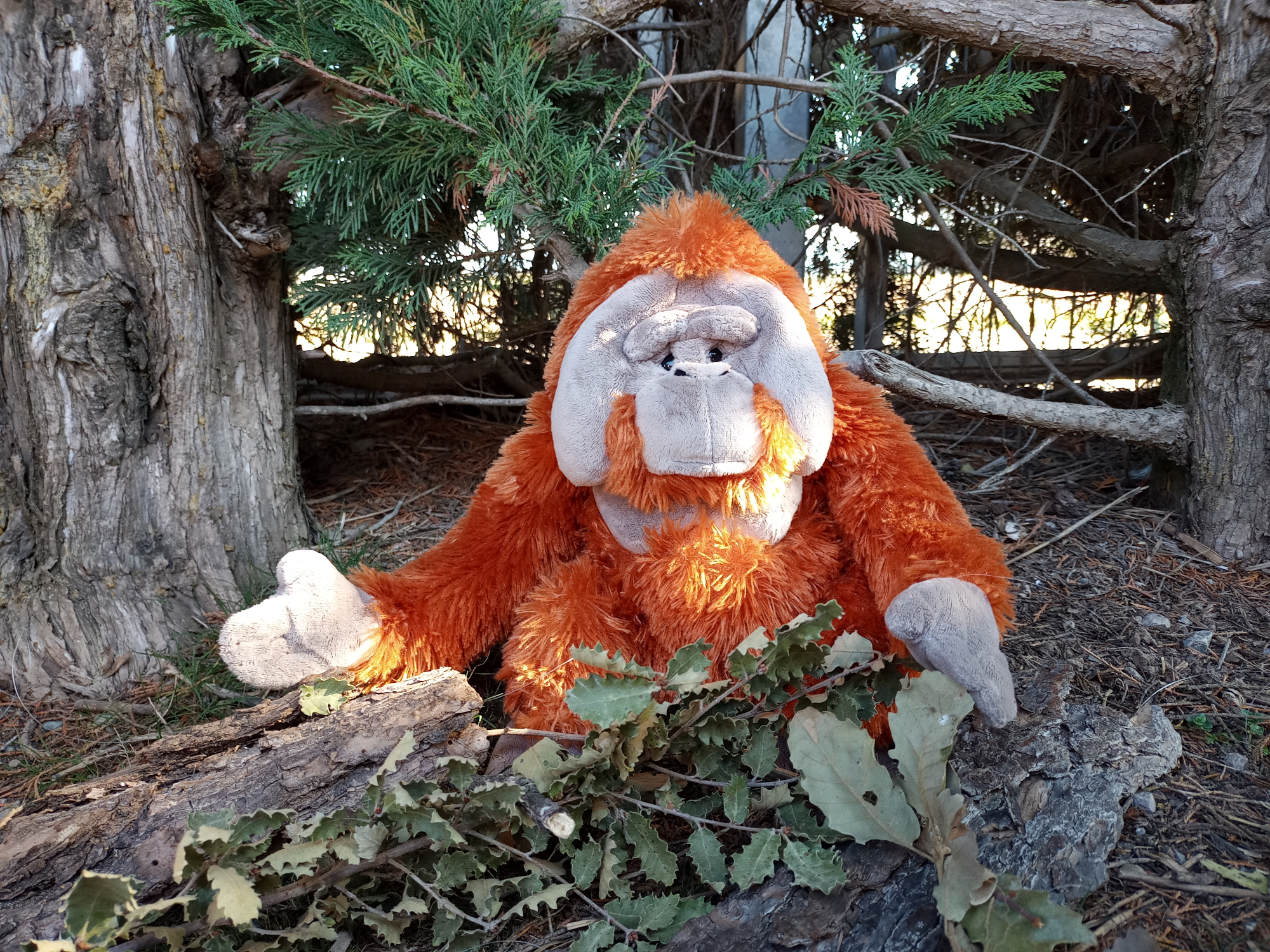 La meva història a la selva