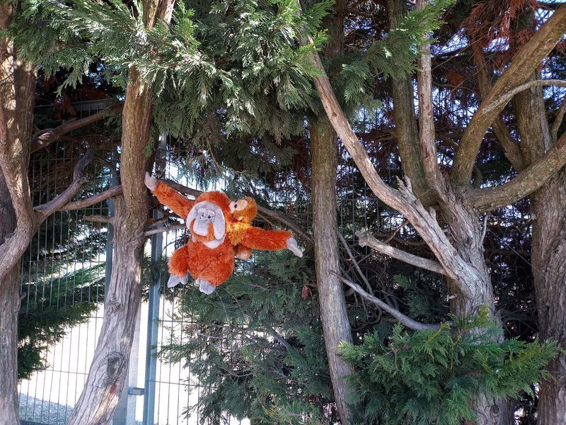 La meva història a la selva 2