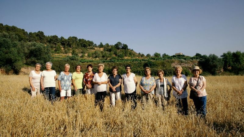 Lis aspergis escatxiguin 3