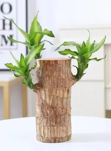 Bitrexup Green Lucky Brazil Wood Potted Plant