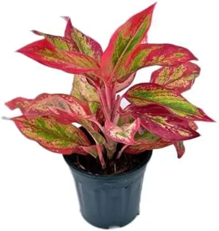 Garden Art Aglaonema 