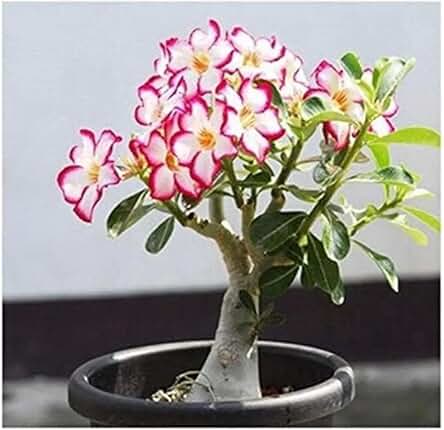 GREEN LINE Flower Live Plant Adenium Plants for Garden