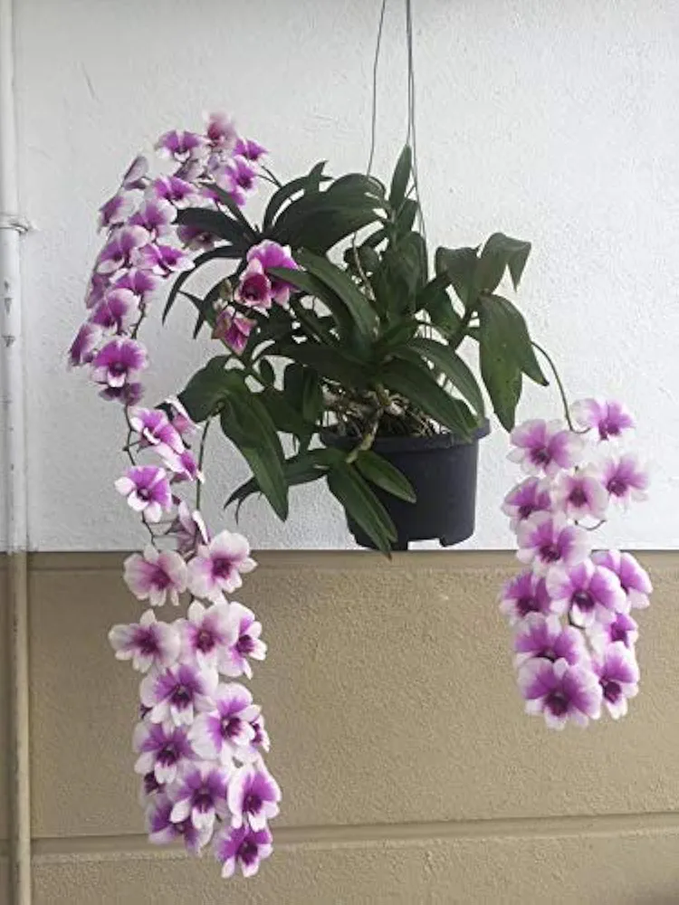 Florona Dendrobium Orchid Seedling Plants