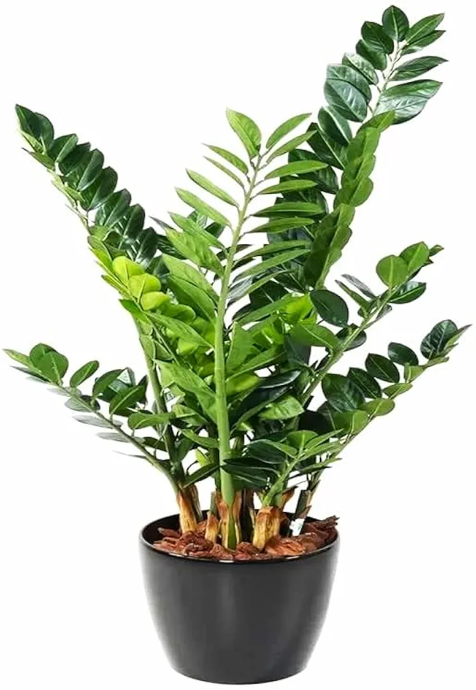 Garden Art Green Zamia Zamioculas Zamiifolia