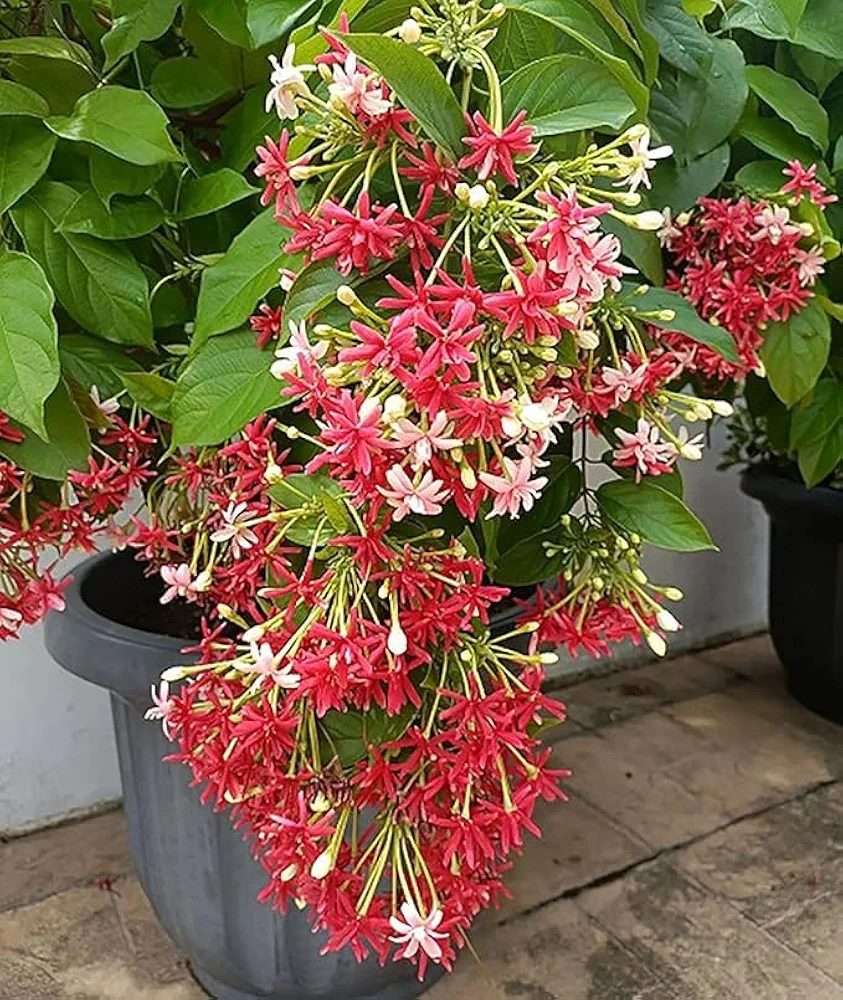 Rangoon Creeper Climbing Madhabilata Flower Plant