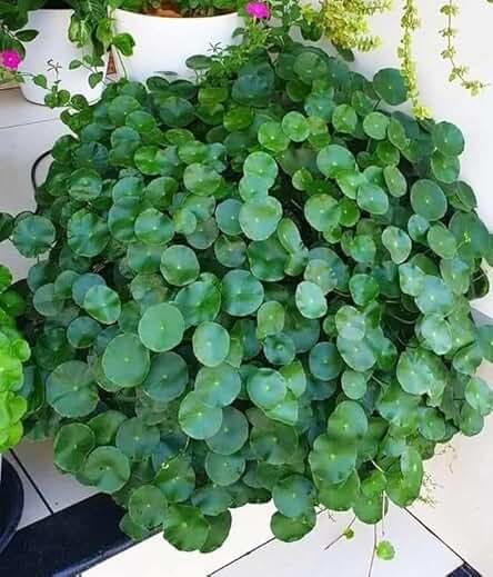 YOTOVA Live Coin Plant Chinese Lucky Money Plant Tree