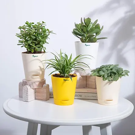 Home Decor with Pot - Jade, Spider, Fittonia & Crassula Ovata Plant