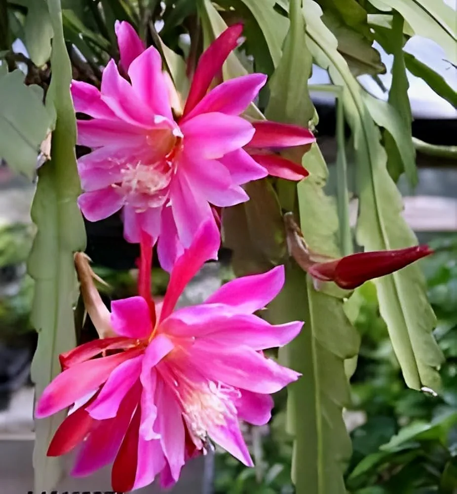 REMASLARIC-Pink Brahma Kamal/Night Queen Healthy plant with Pot