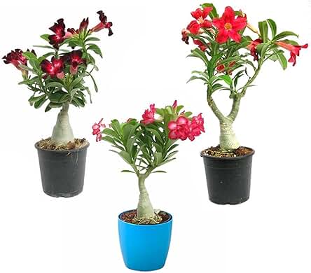 Hybrid adenium live plant pack of 3 mix colour