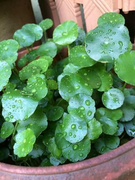 Chinese Lucky Money Plant Tree