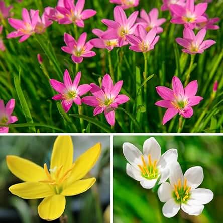 Rain Lily All Season Flower