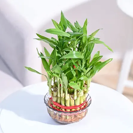 Ugaoo Lucky Bamboo 3 Layer Feng Shui Plant 
