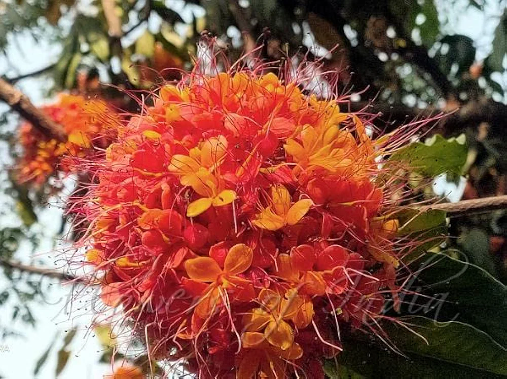 Pink plant