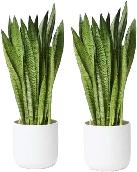 J R GLOBLE Snake Plant |