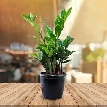 Ugaloo ZZ Plant, Zamia Air Purifer Plant Black