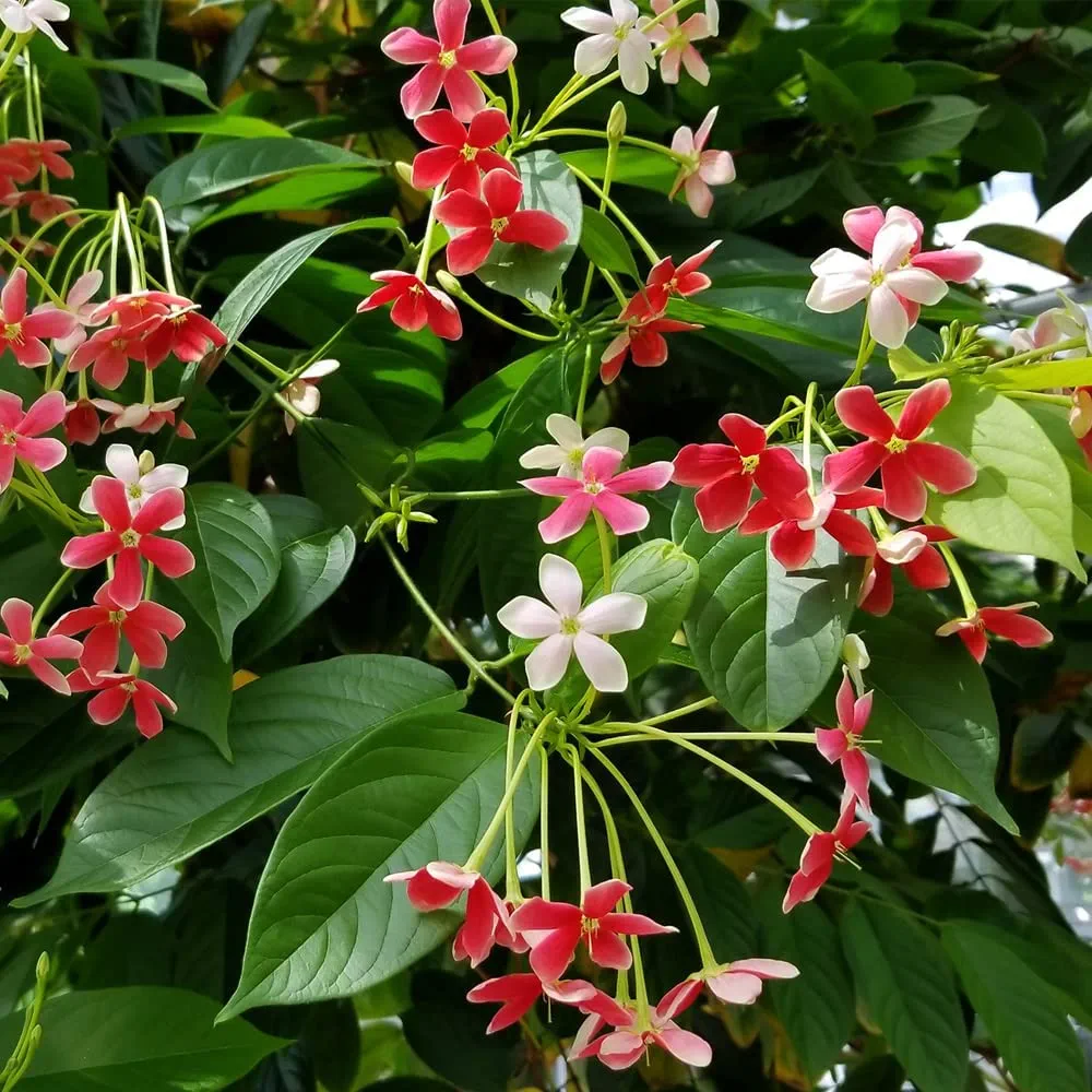 Rangoon Creeper Vine Plant