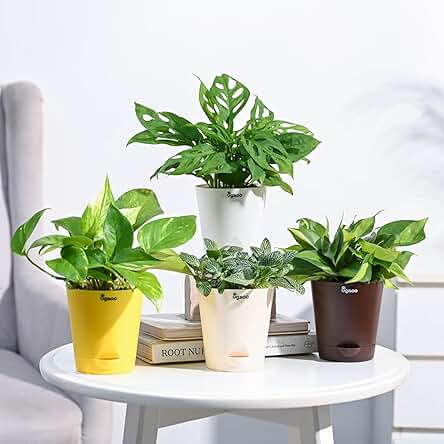 Money Plant Variegated