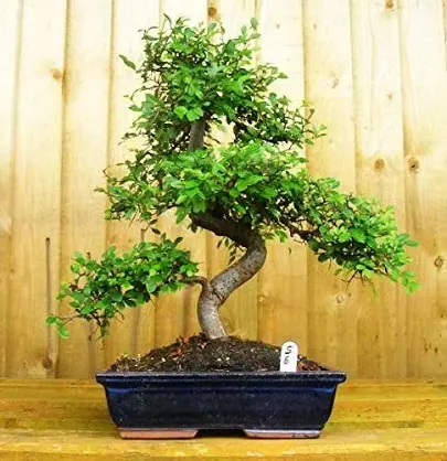 Chinese Elm Bonsai Tree 9 Years 30 cm