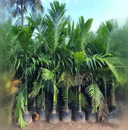Supari tree plant, plant for supari tree 