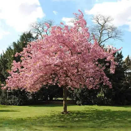 Japanese Sakura Seeds