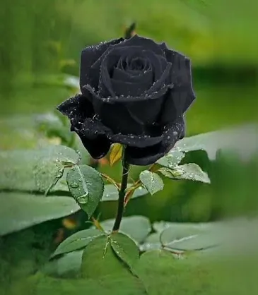 Black Rose Flower Tree Plant Gullab Ful Tree