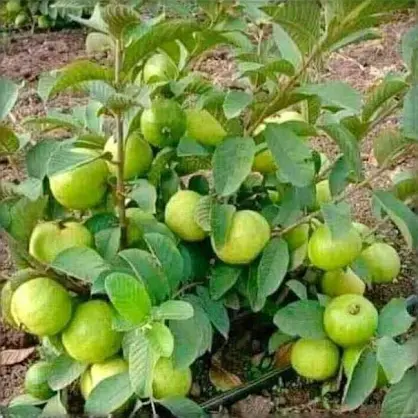 Guava plants