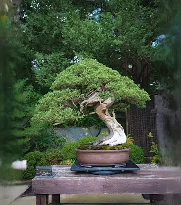 Juniper bonsai banyan tree