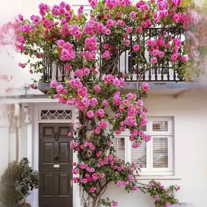 Climbing Rose Imported Flower Seeds