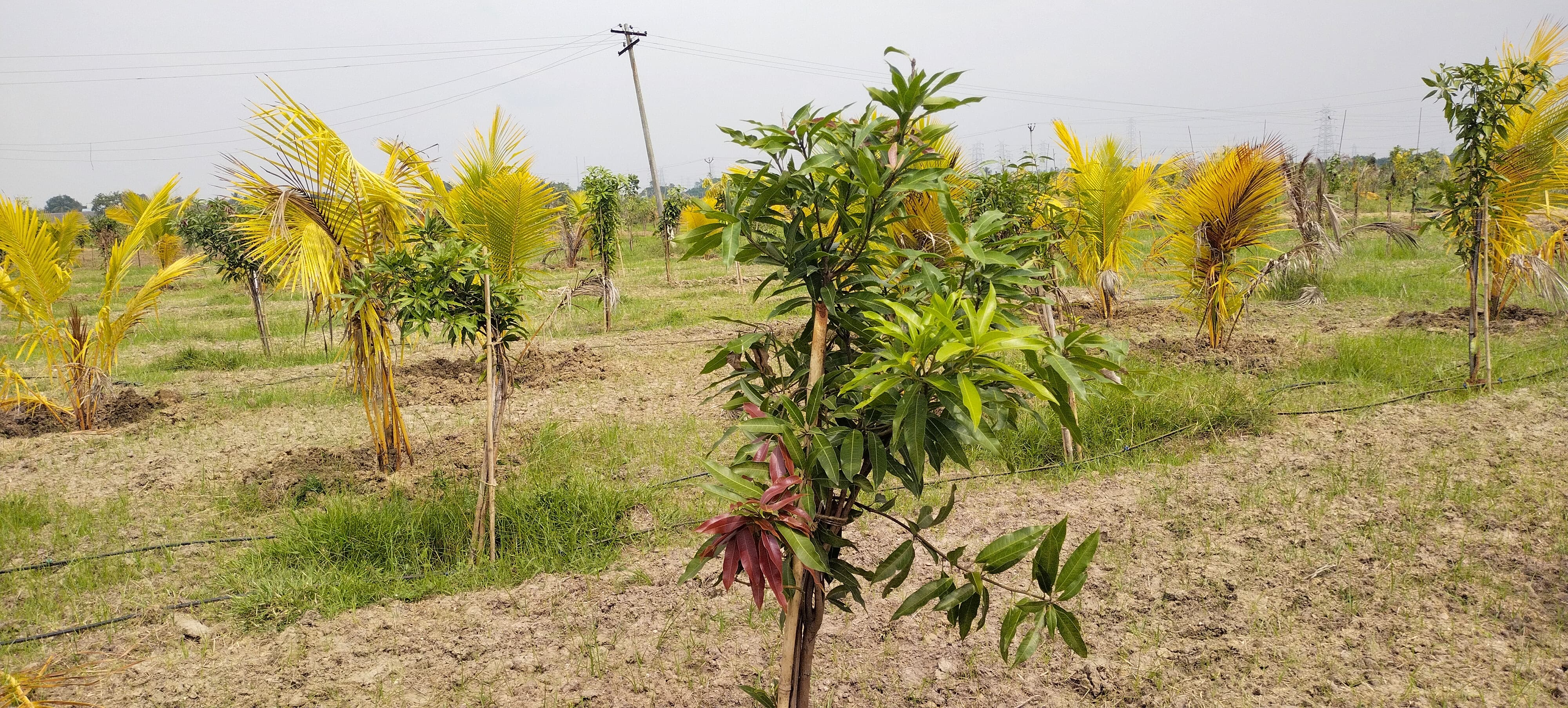plot-for-sale-in-avadi