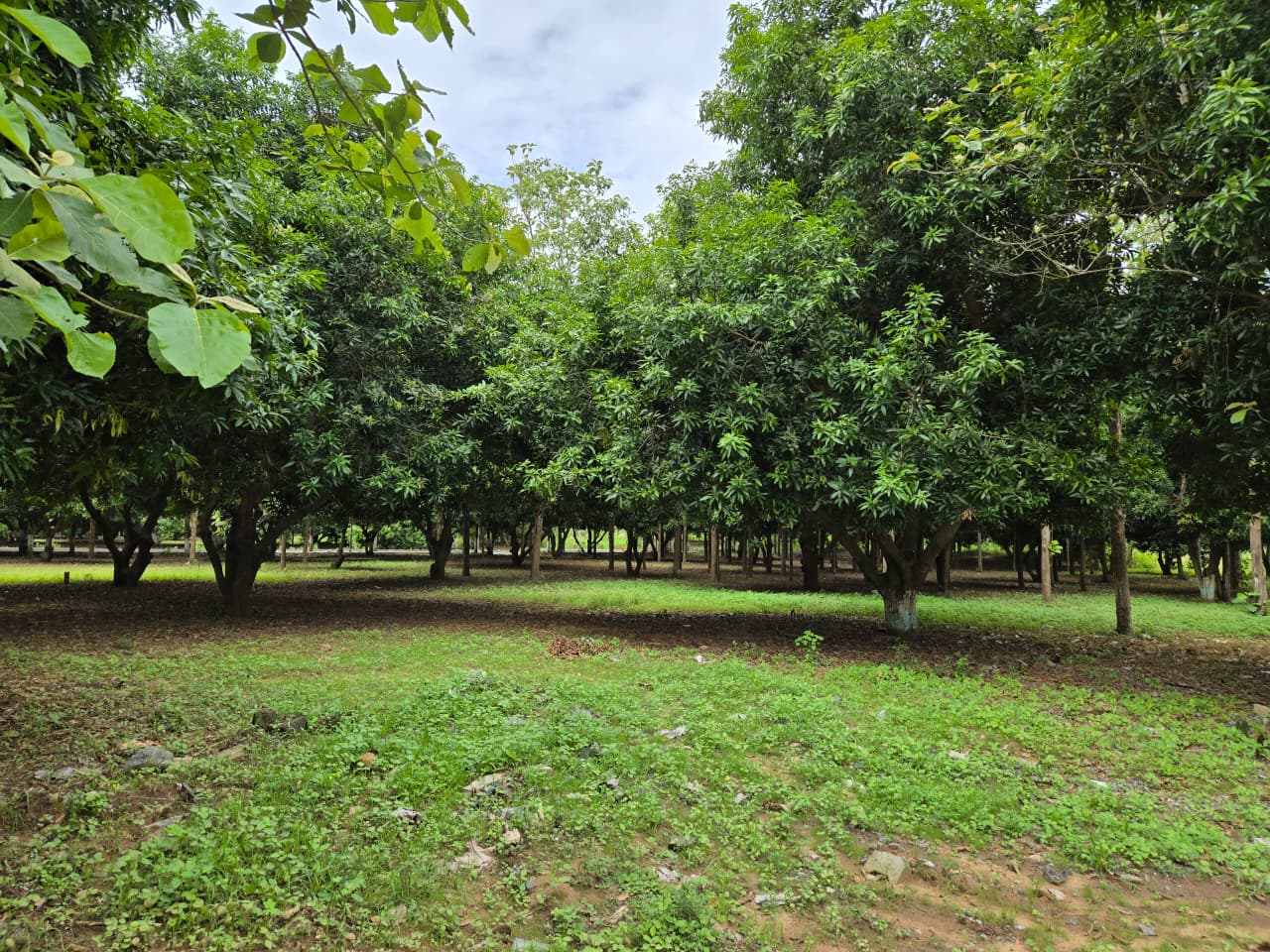 Farm land for sale in Chengalpattu