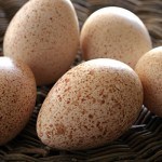 Turkey egg