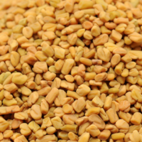 Fenugreek Fenugreek