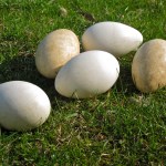 Goose egg Goose egg