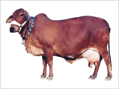 Sahiwal Cow Milk