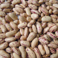 Kidney Beans White Kidney Beans White